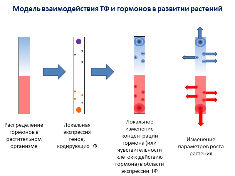 Локальная экспрессия генов, кодирующих ТФ Локальное изменение концентрации  гормона (или чувствительности клеток к